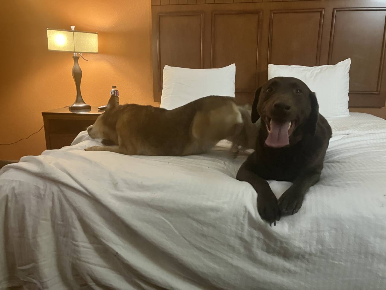 Pet travel photo 2
