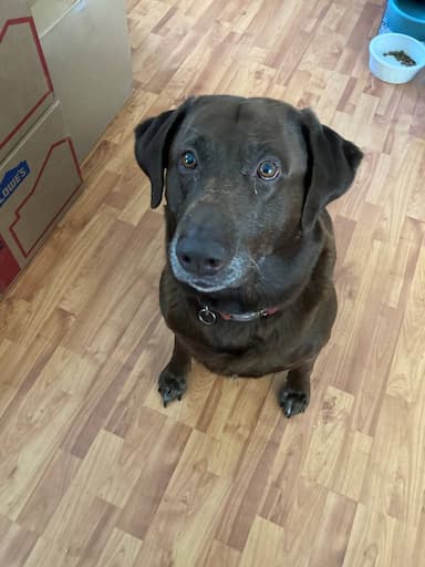 Chocolate Lab named Hoover
